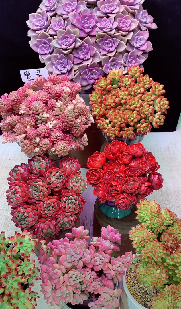 A 高品质多肉 福利组合 多肉植物 易爆崽耐寒少水喜阳 好养秋季