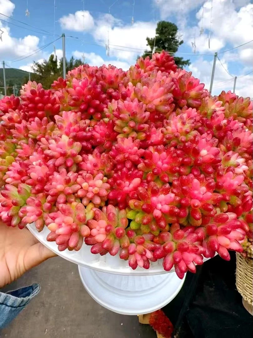 K彩虹葡萄+罗马盆颜值高，耐寒，新手好养，向阳多肉，带盆带土发货