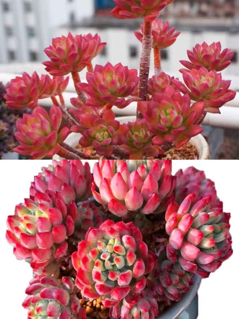 Q【平安果+沙漠玫瑰】  新手好养 10-12cm 带盆带土 喜宝多肉