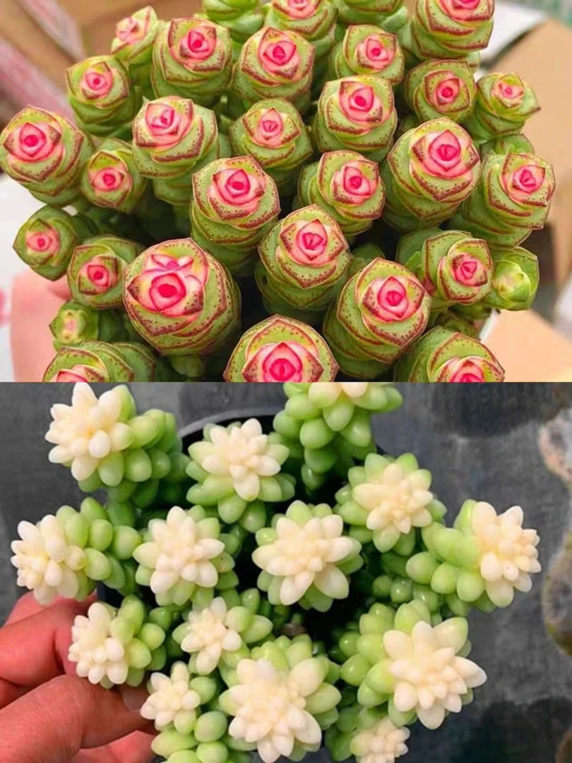 W【钱多多】+雪花玉坠 室内养 办公室植物，带原盆原土，向阳多肉