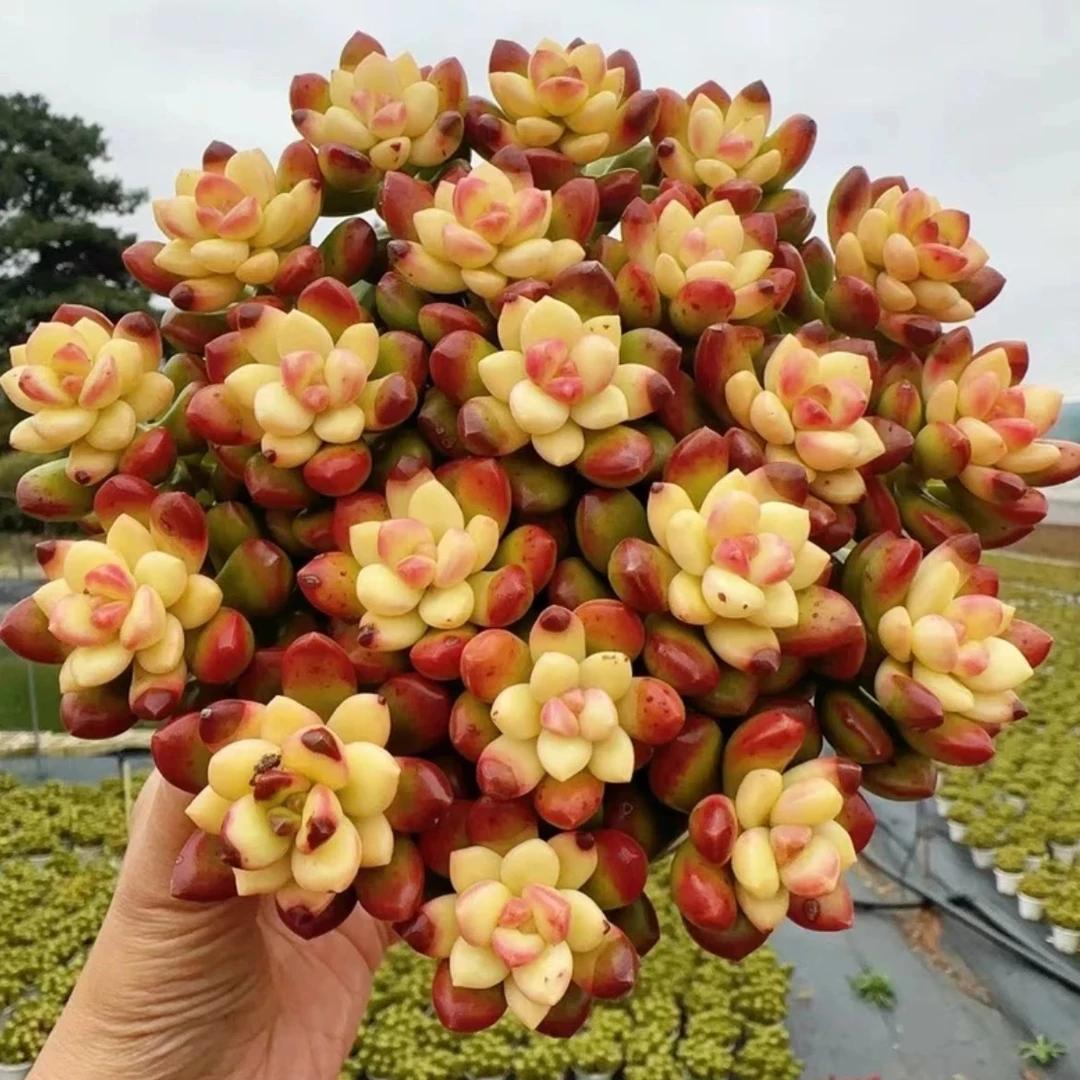 H【彩虹香豆】香香多肉，天天精品多肉，带盆带土发货