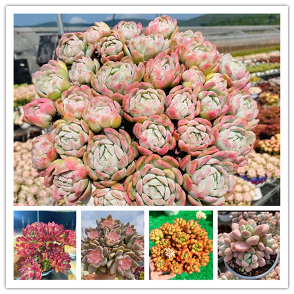 X香水贝瑞+罗马盆+香豆+红稚莲+樱花+洛神 喜阳耐旱，带盆带土发货