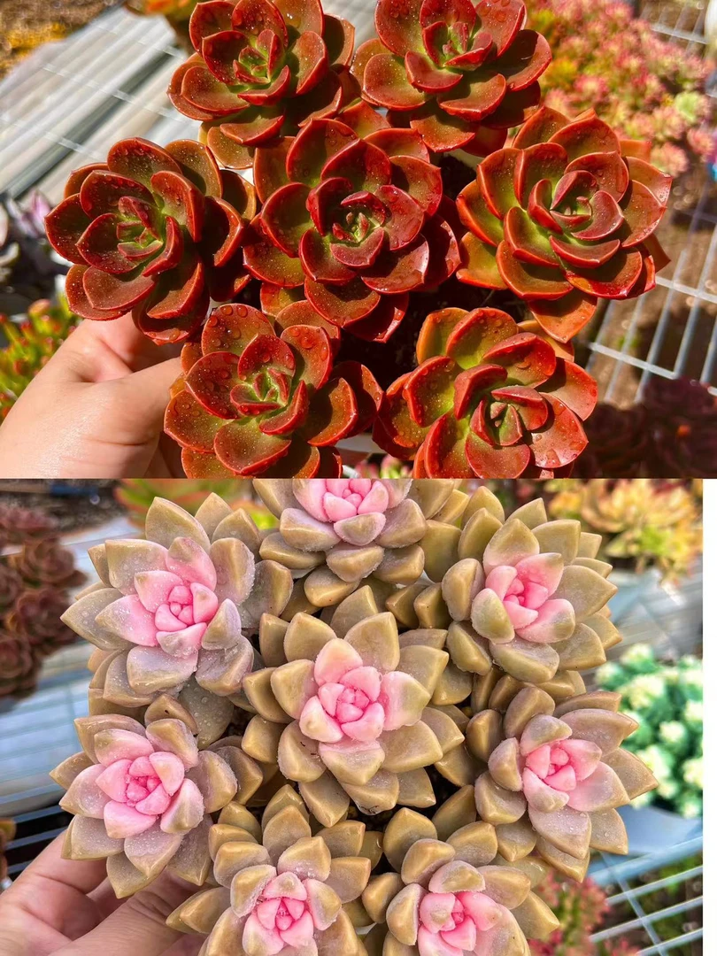 Q【红酒玫瑰+樱花锦】  新手好养 10-12cm 带盆带土 喜宝多肉