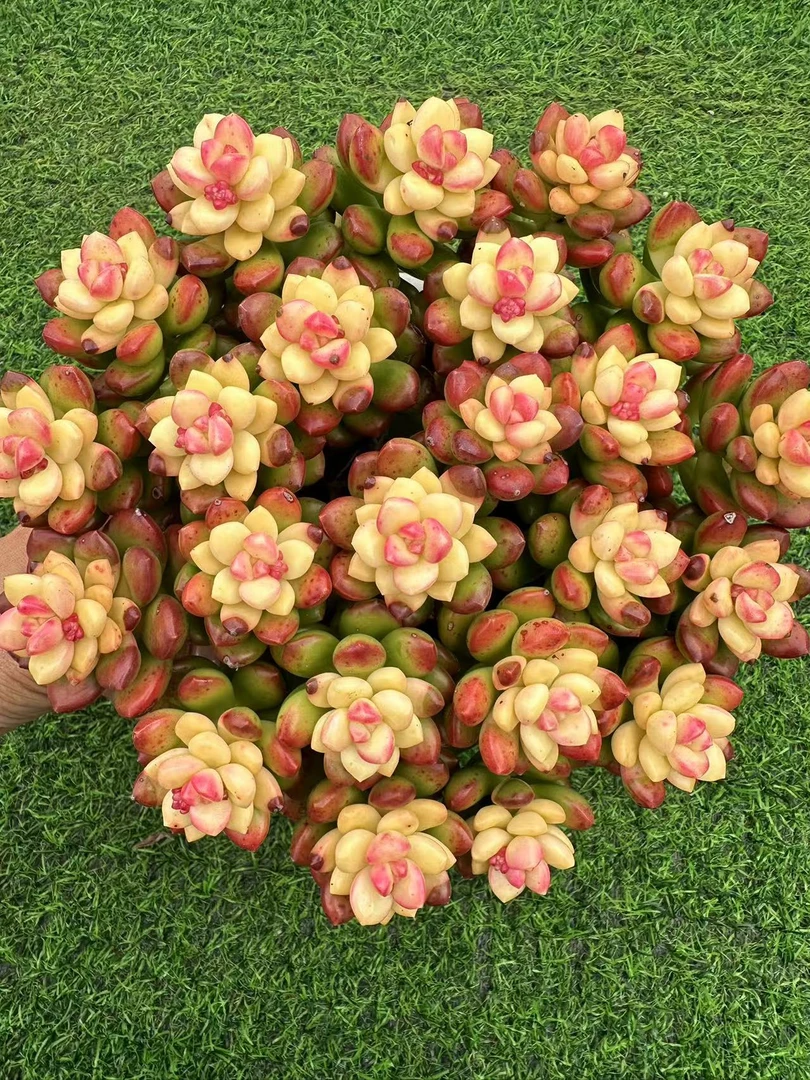 W【彩虹香豆】香香多肉，带盆带土发货 向阳多肉