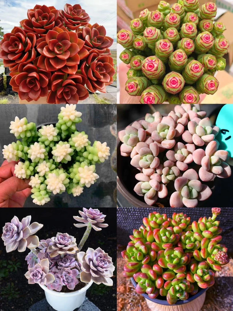 W【福利组合】6盆 阳台露台办公室植物，带原盆原土，向阳多肉