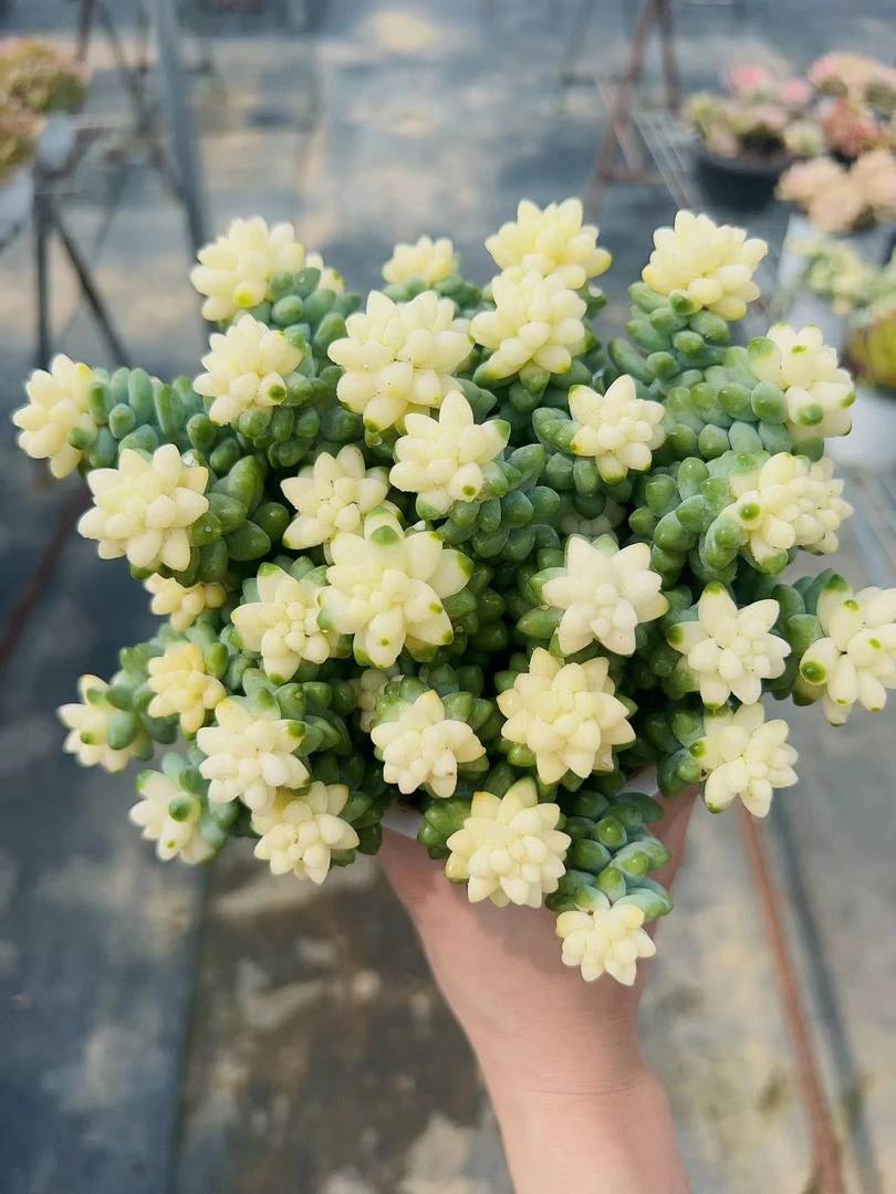 A 雪花玉坠  多肉植物 新手好养 少水喜阳 耐旱喜光上盆展示
