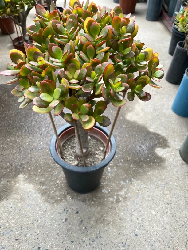 多肉植物糖果花月小老桩高20宽20(一物一拍)