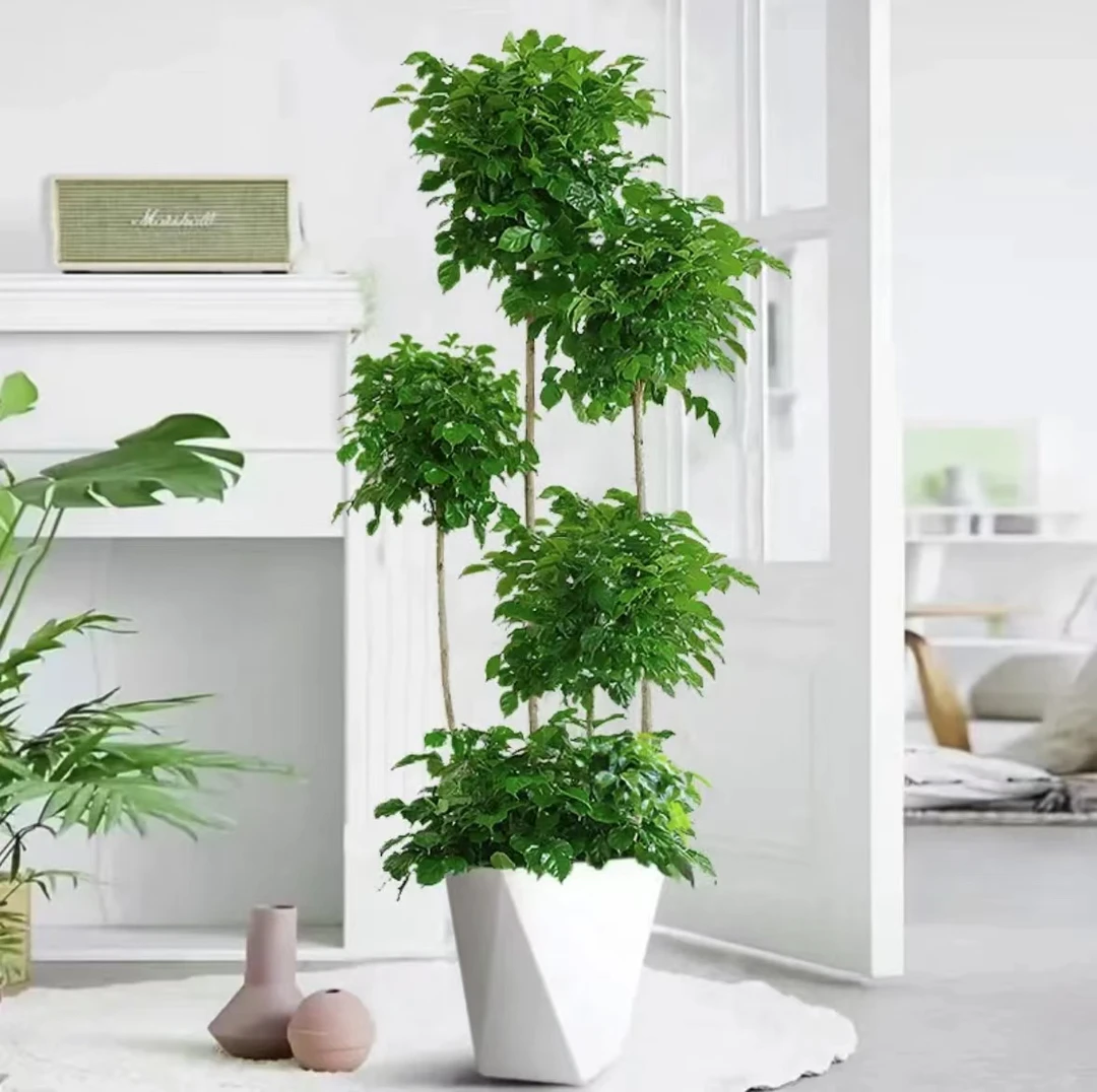幸福树盆栽客厅好养绿植室内办公室绿宝大型植物吸甲醛净化空气