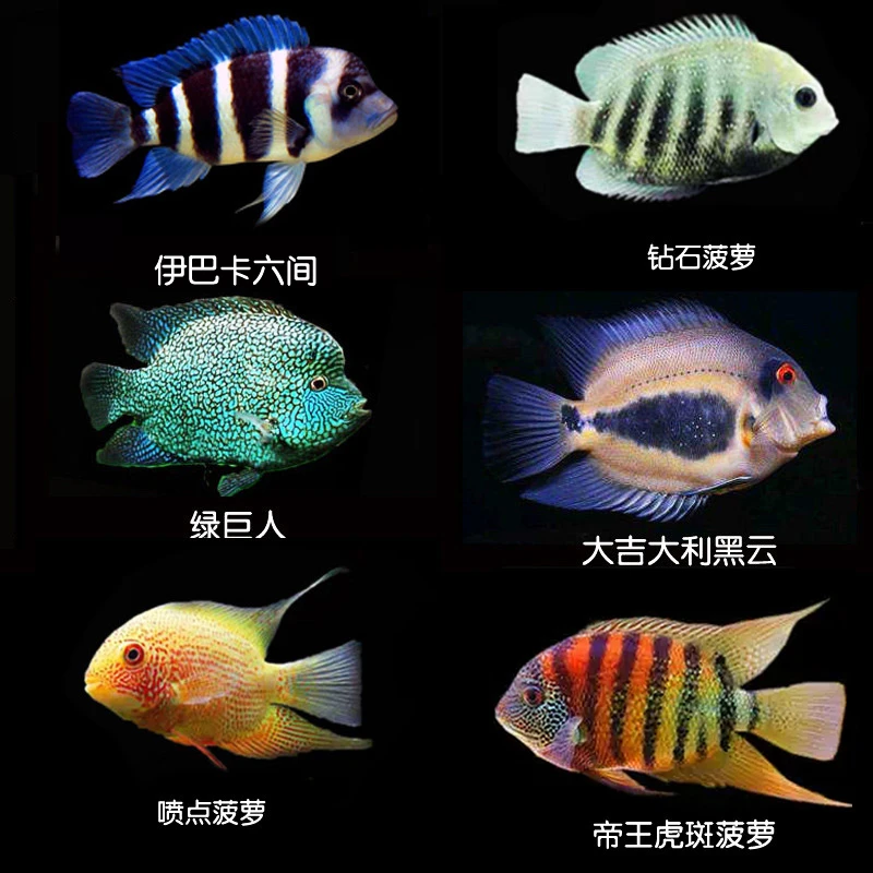 金菠萝鱼帝王菠萝鱼虎斑钻石喷点菠萝鱼金绿巨人热带鱼德州豹黑云