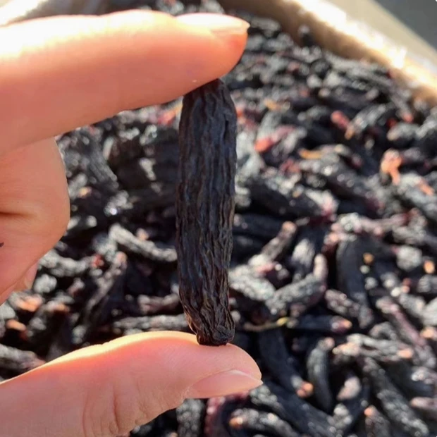 新疆特产吐鲁番超大蓝宝石葡萄干500g蓝宝石美人香妃免洗即食