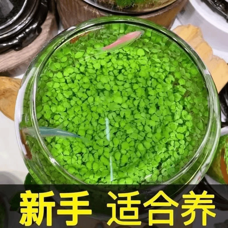速生水草种子鱼缸水草籽真水生植物种子鱼缸造景