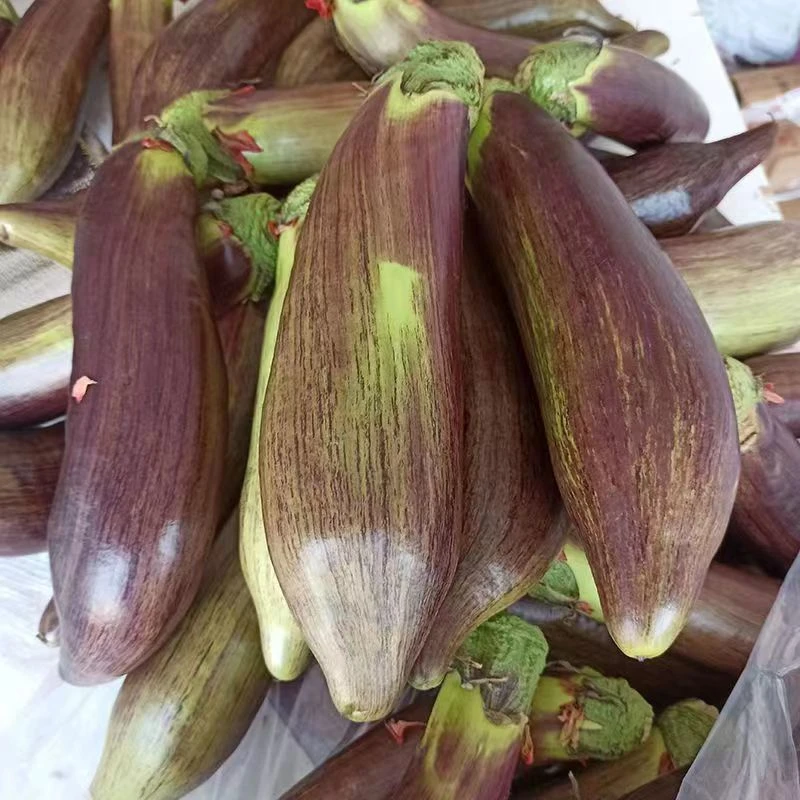 东北面包茄子3斤起5斤包邮