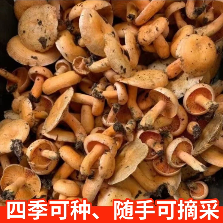 【不出包赔】乌枞菌新鲜菌种家种包青碟菌松树菌黄碟菌松菌菇平