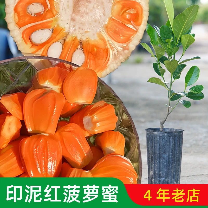 新品种四季印尼红菠萝苗红肉菠萝蜜树苗结果早干包脆甜带榴莲味