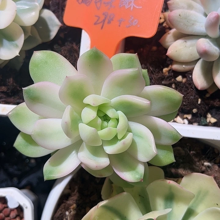 猫**酥嫁接多肉植物。。