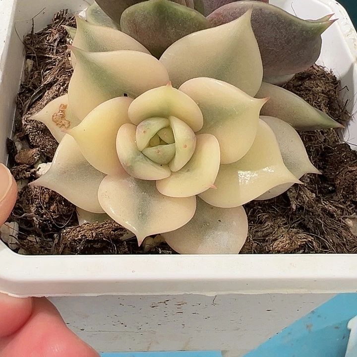 贝加尔湖锦，多肉植物