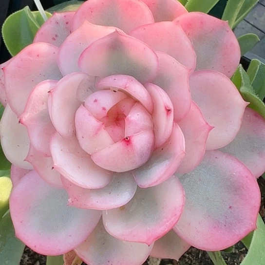 韩水晶锦，多肉植物