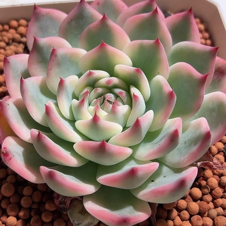 吉娃娃锦，多肉植物