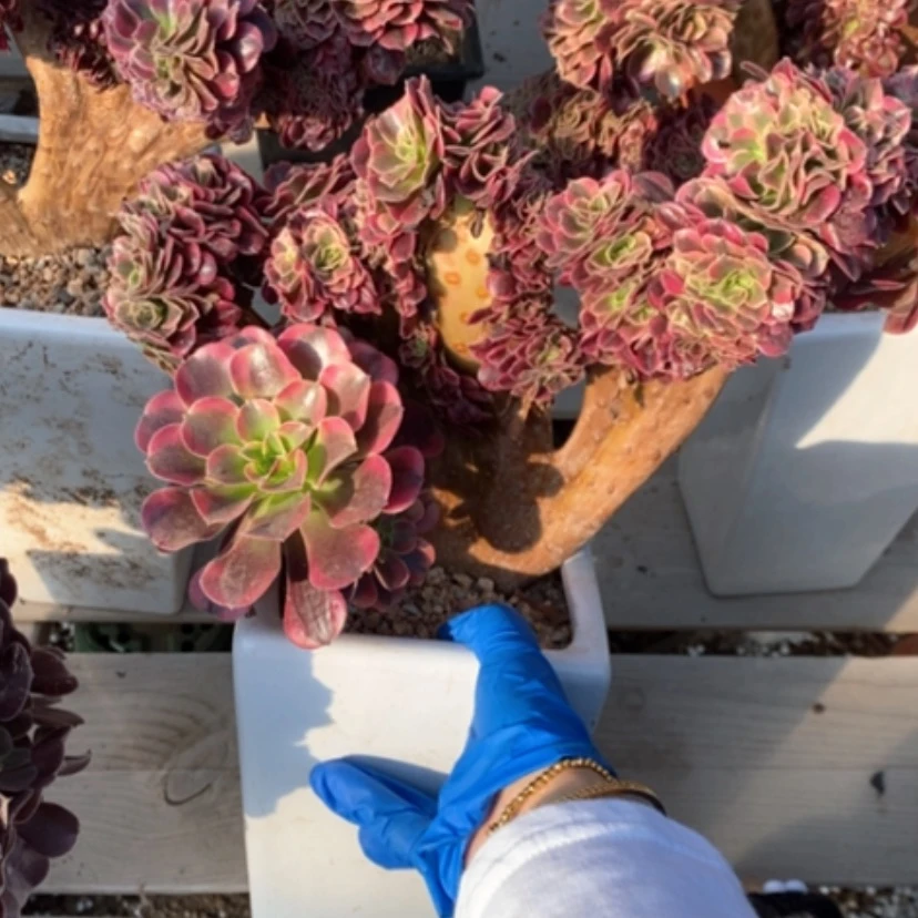 【闪购商品】多肉7