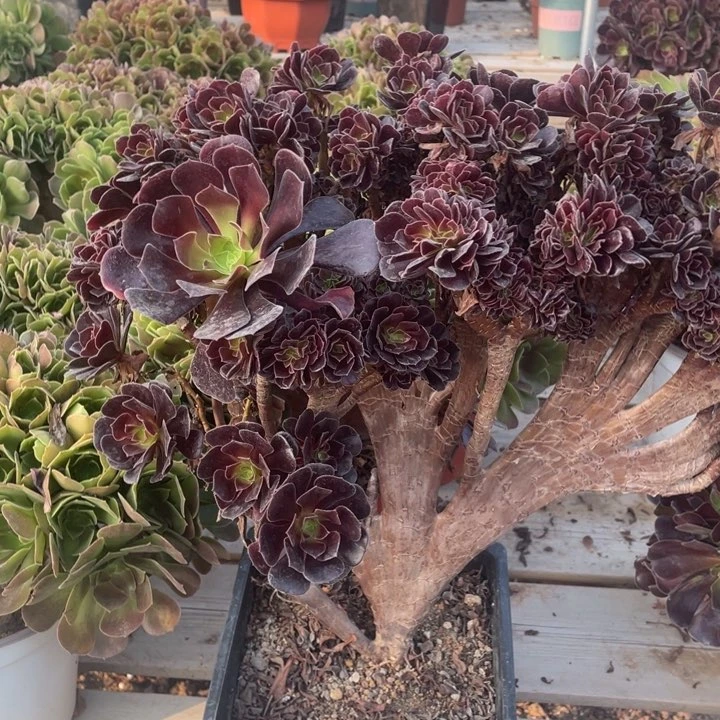 多肉多味鲜奶香小香猪心8