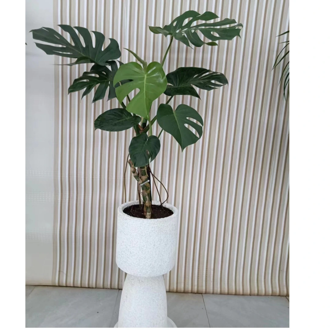 龟背竹大盆栽造型老桩办公室轻奢客厅绿植