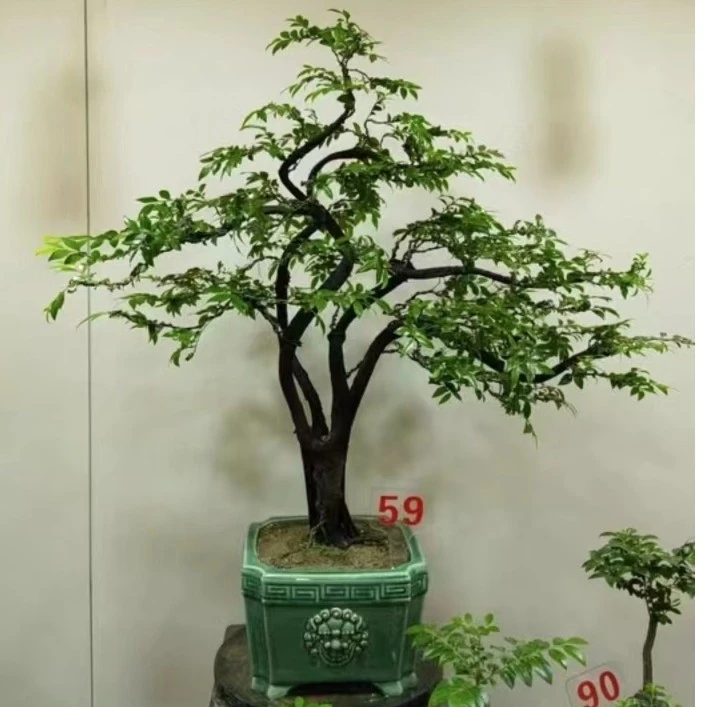 小叶紫檀黒骨茶室内高端名贵绿植（一物一拍）观叶