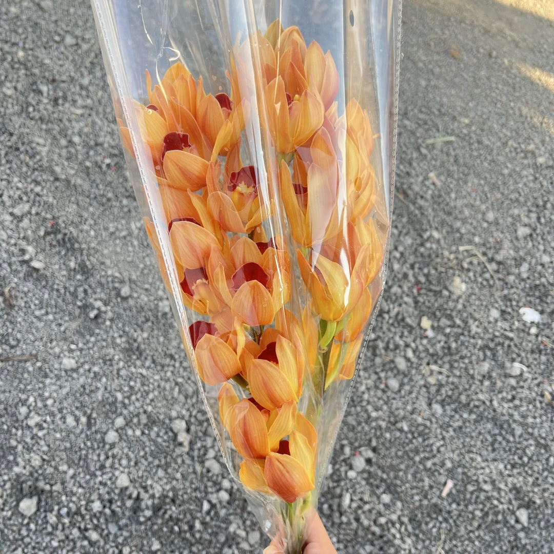 年宵花大花蕙兰新品香蕉船鲜花 云南基地直发 空运包邮