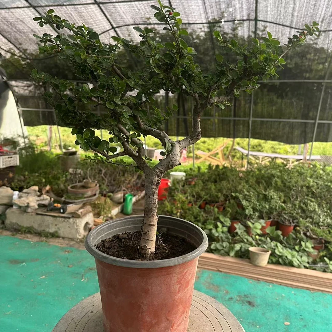 一物一拍 白花荀子精品素材 四季常绿熟桩 8年老桩 荀子松柏毛桩