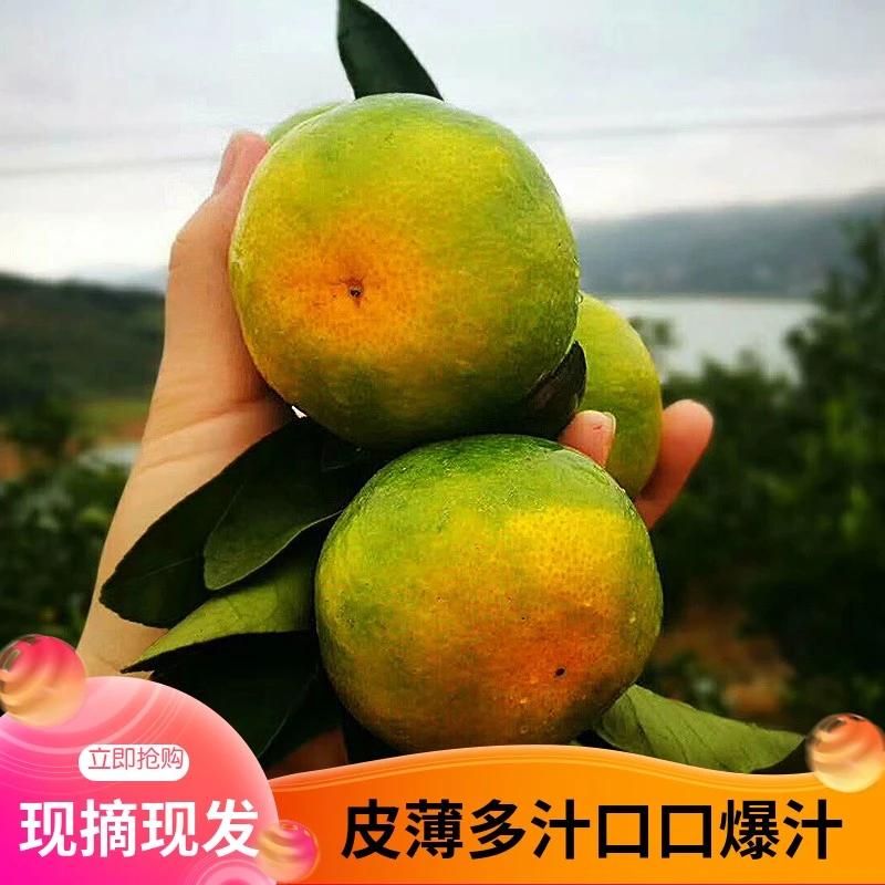 正宗湖南蜜桔桔子青皮文旦柚橘子薄皮无籽新鲜柑橘孕妇水果包邮