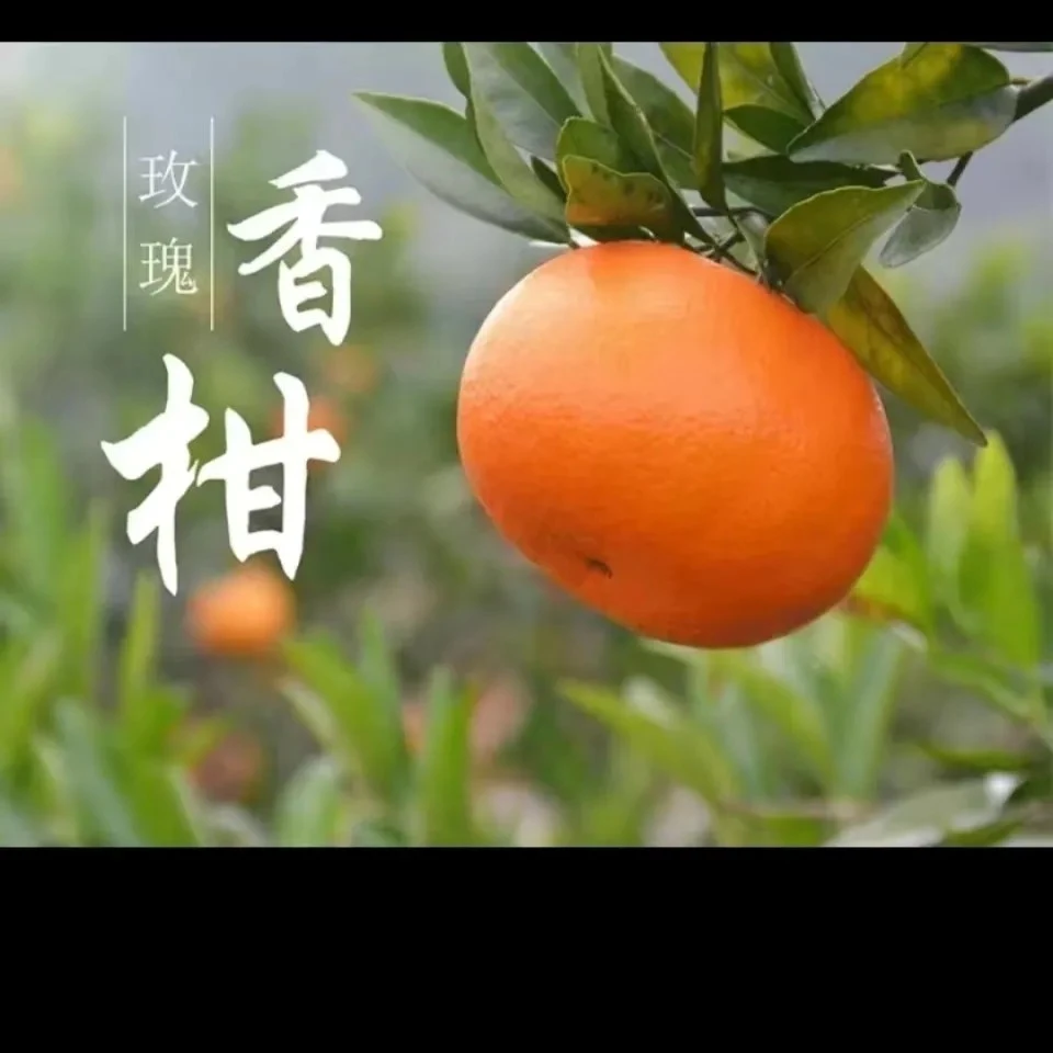 东江湖玫瑰香柑橘湖南省资兴市东江湖蜜玫瑰香包邮包甜