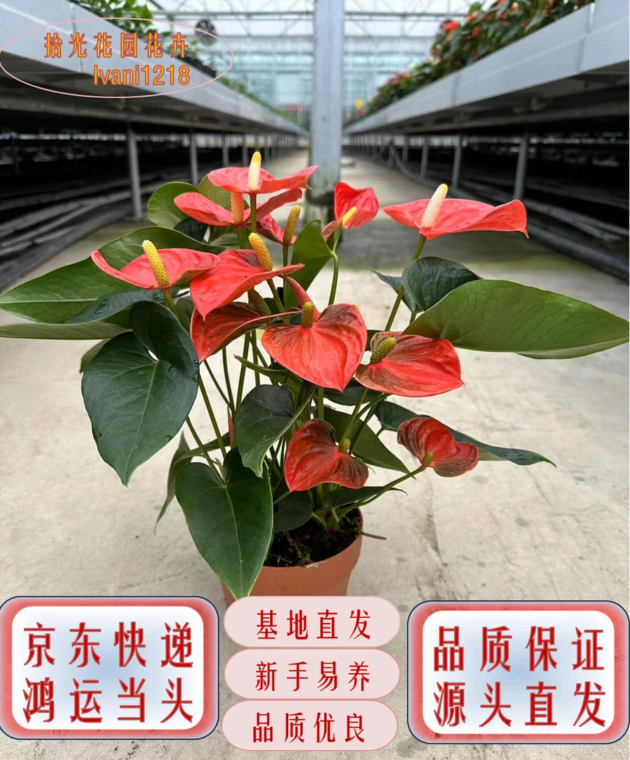 【红掌橙色太阳吸水桌面盆】火鹤彩掌鸿运当头8-10朵花水培盆发货