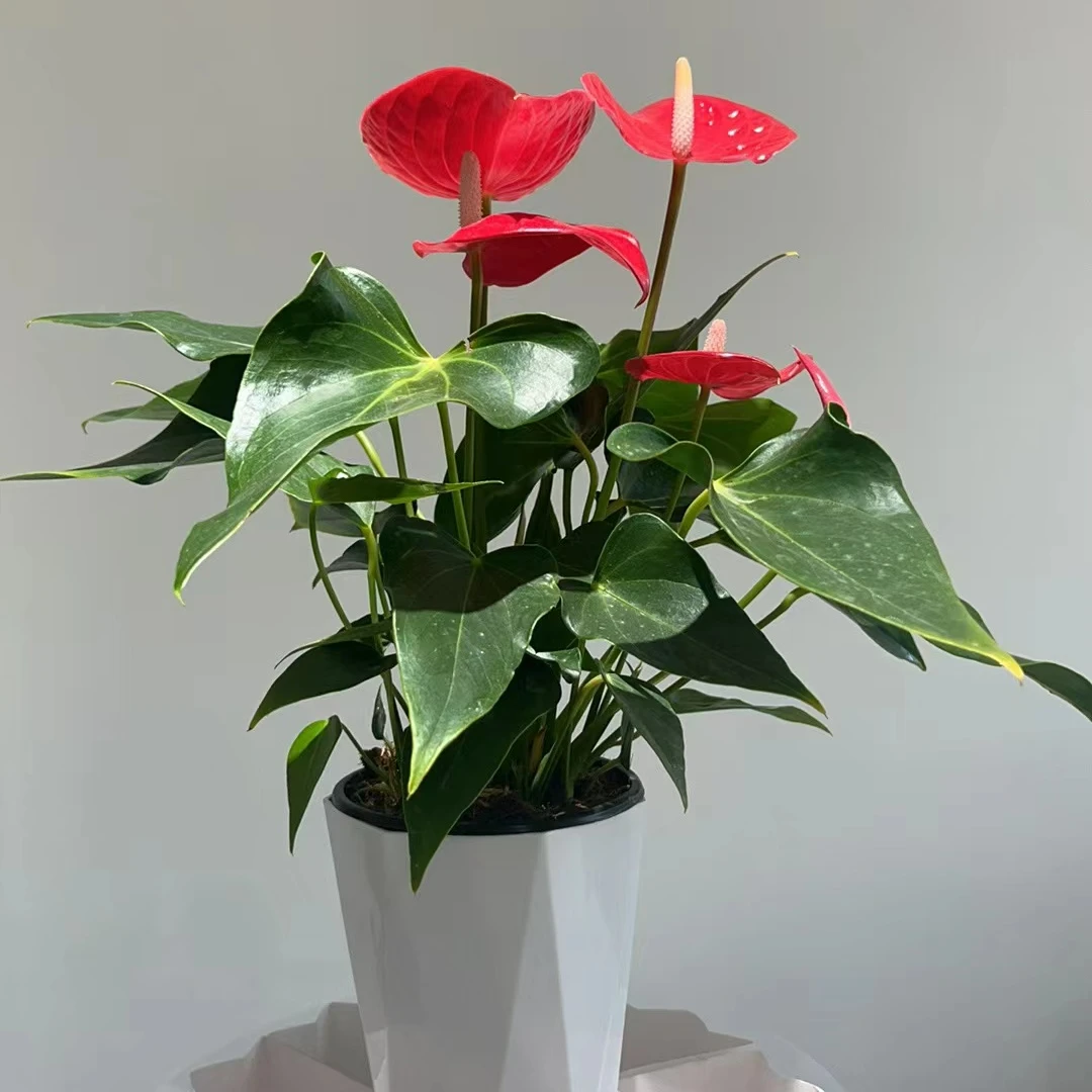 【红掌密西根-120杯】鸿运当头四季开花3-5朵花2株苗原土带盆发货