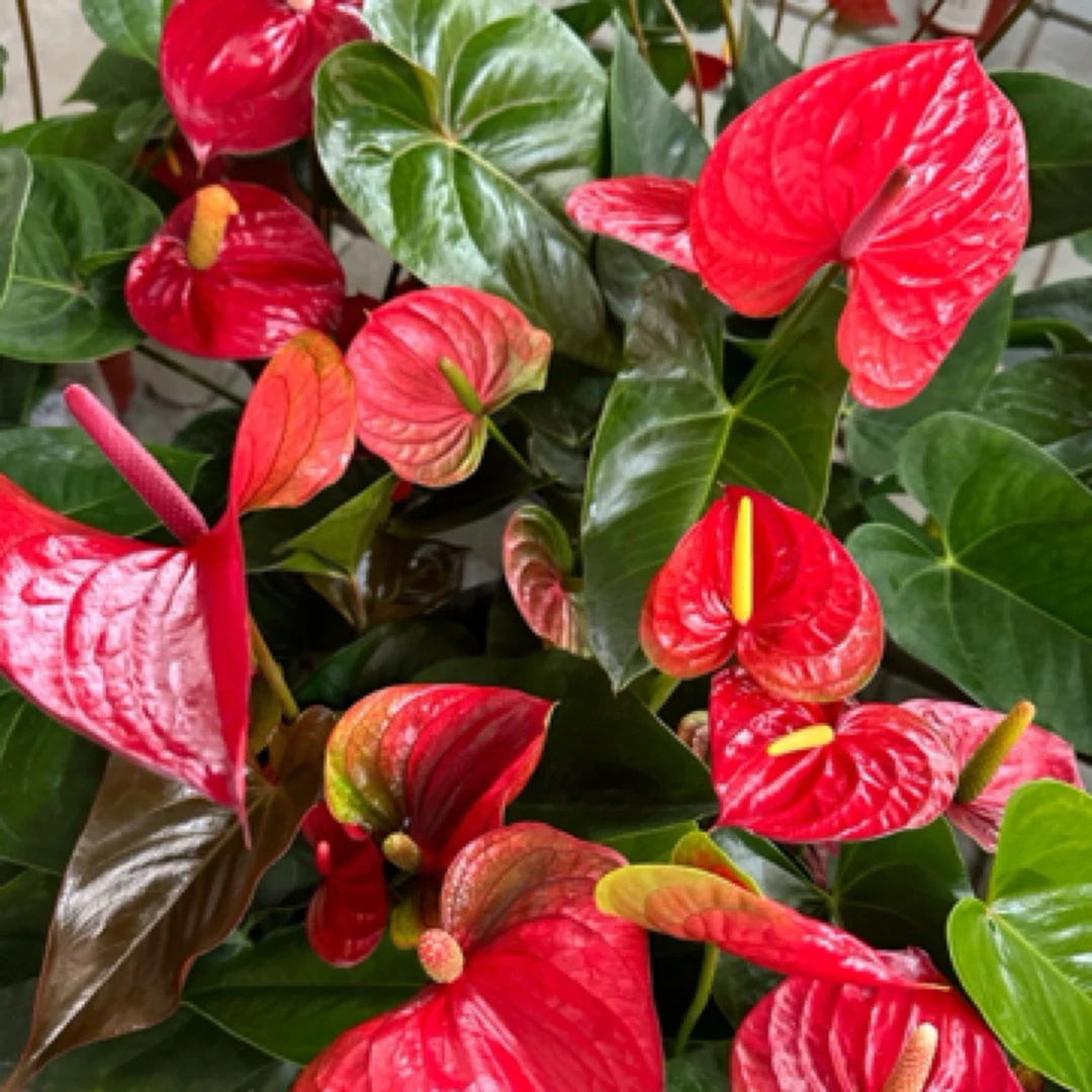 【混色红掌-140盆】鸿运当头四季开花鲜切掌稀有一物一拍顺丰包邮