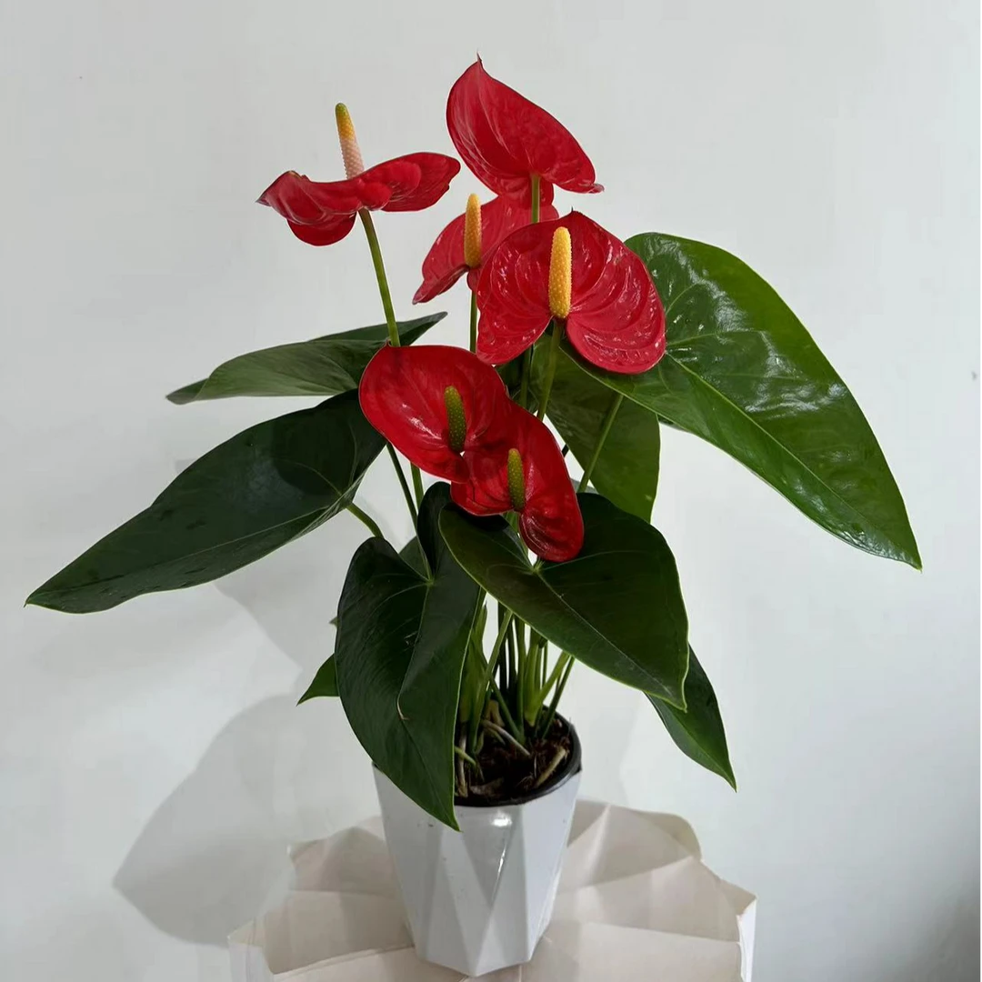 【红掌瓦莱拉-120土培】鸿运当头四季开花2株苗5-6朵花原盆白盆发货