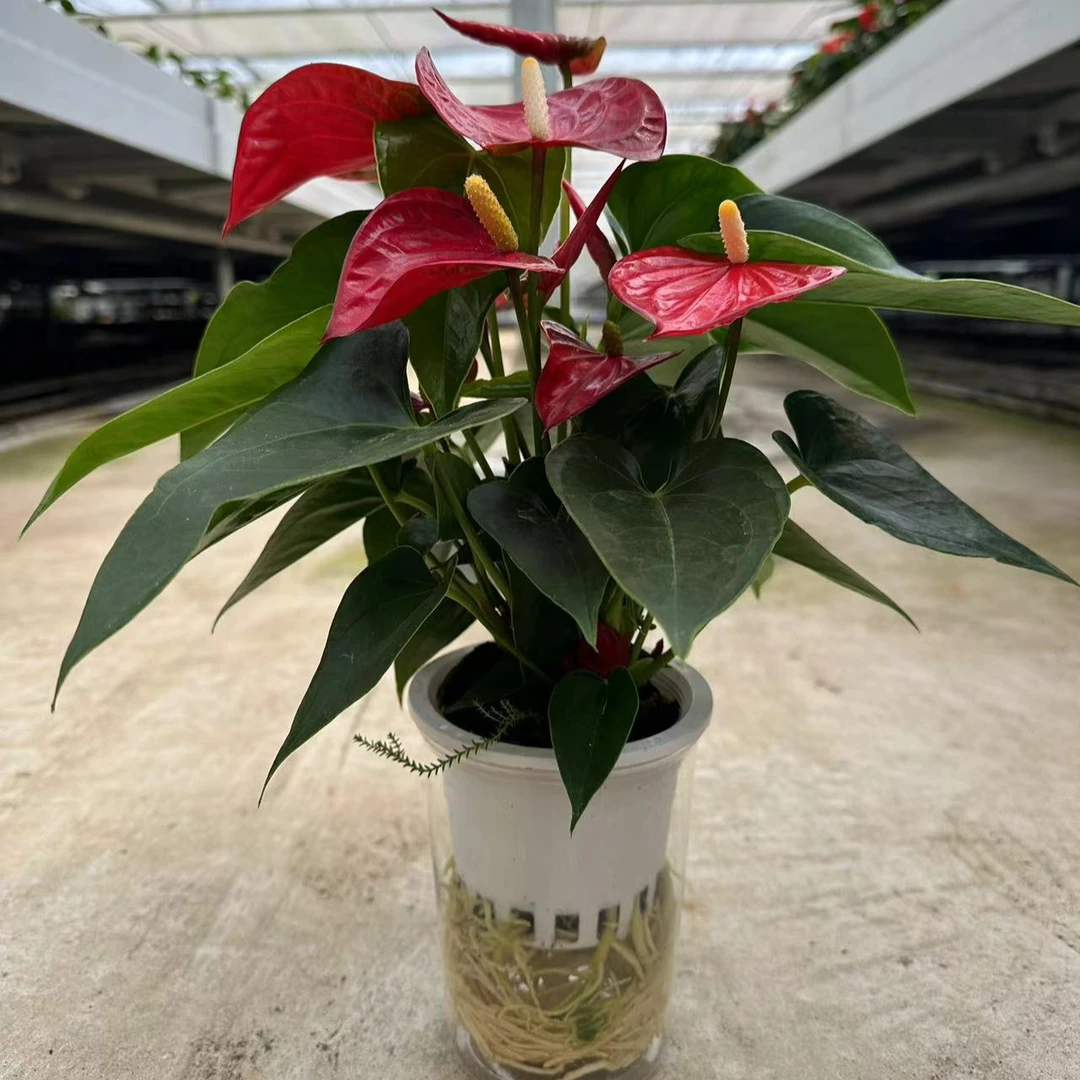 【红掌红斑比诺120水培】鸿运当头四季开花4-6朵花2株苗水培杯发货