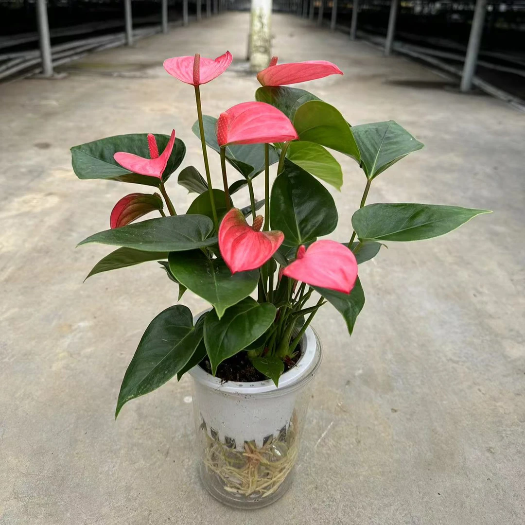 【粉皇冠粉掌水培】鸿运当头四季开花5-8朵花2株苗水培杯发货