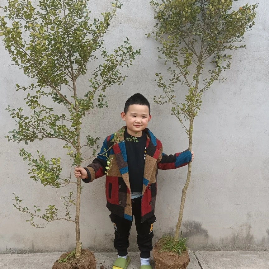 黄杨直拍价格链接