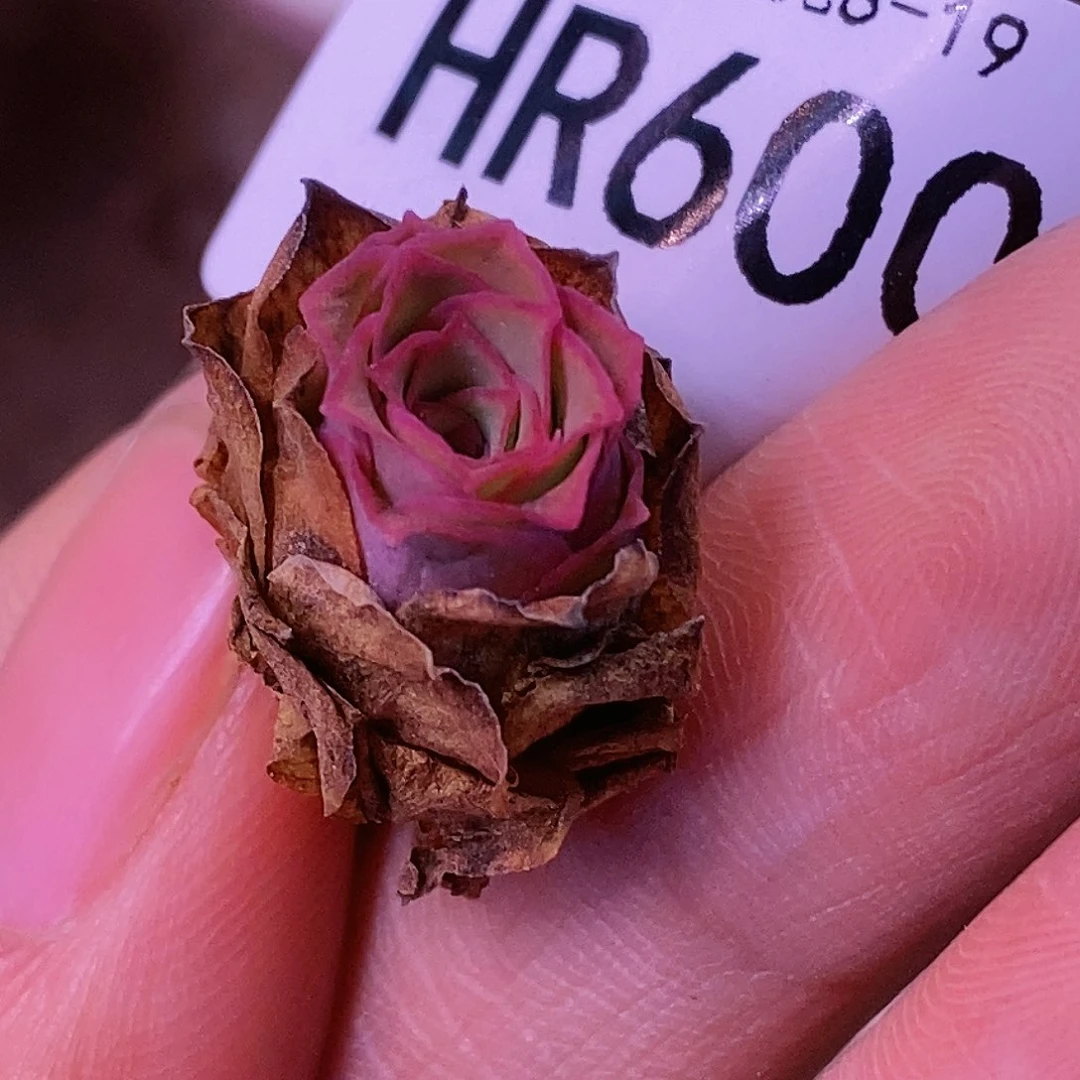 HR600不知名福利
