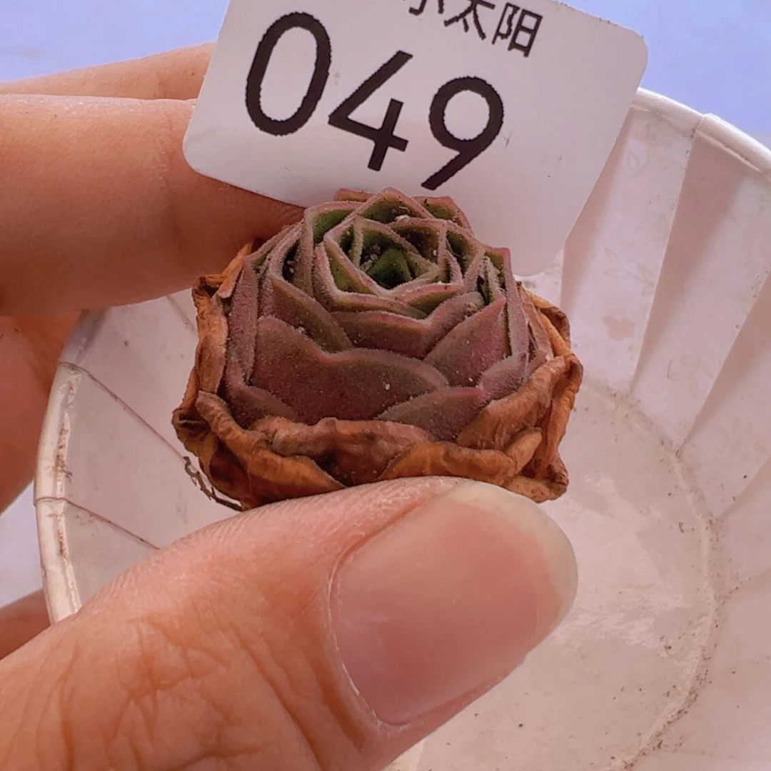 毛绒绝色杂交49。