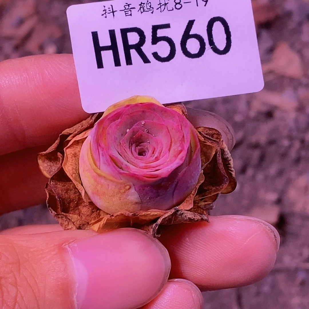 HR560福利不知名