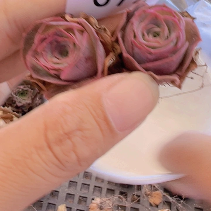 多肉植物。 帕美72