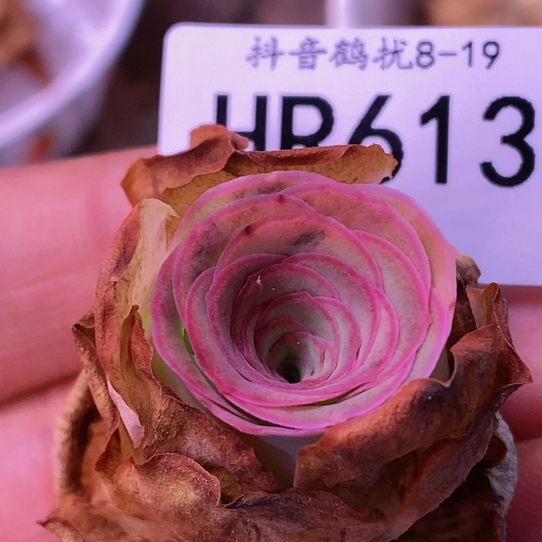 HR613福利不知名