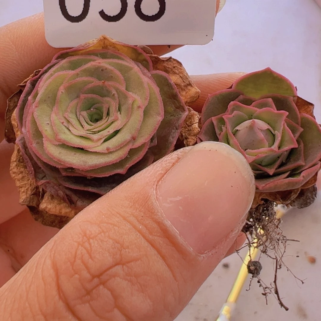 宗****）多肉植物绝色毛绒杂。 58