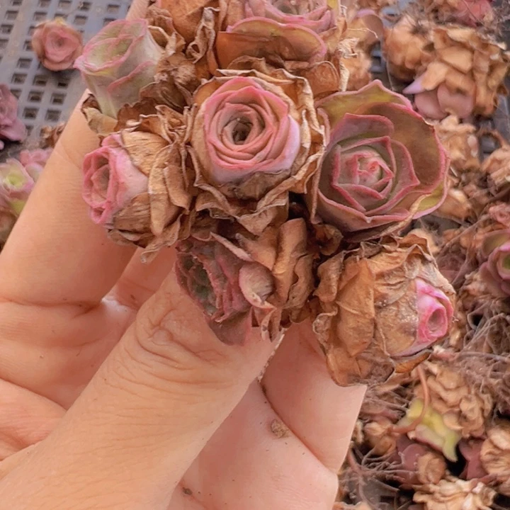 多肉植物的帕美杂53
