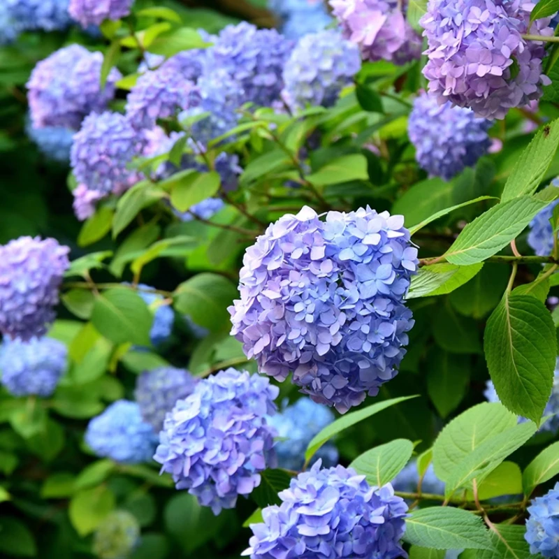 【昱宸精选】两加仑大花绣球 露天苗老桩可盆栽地栽