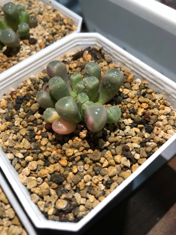 多肉锦，粉丝团专属福利运费 以直播间实物为准