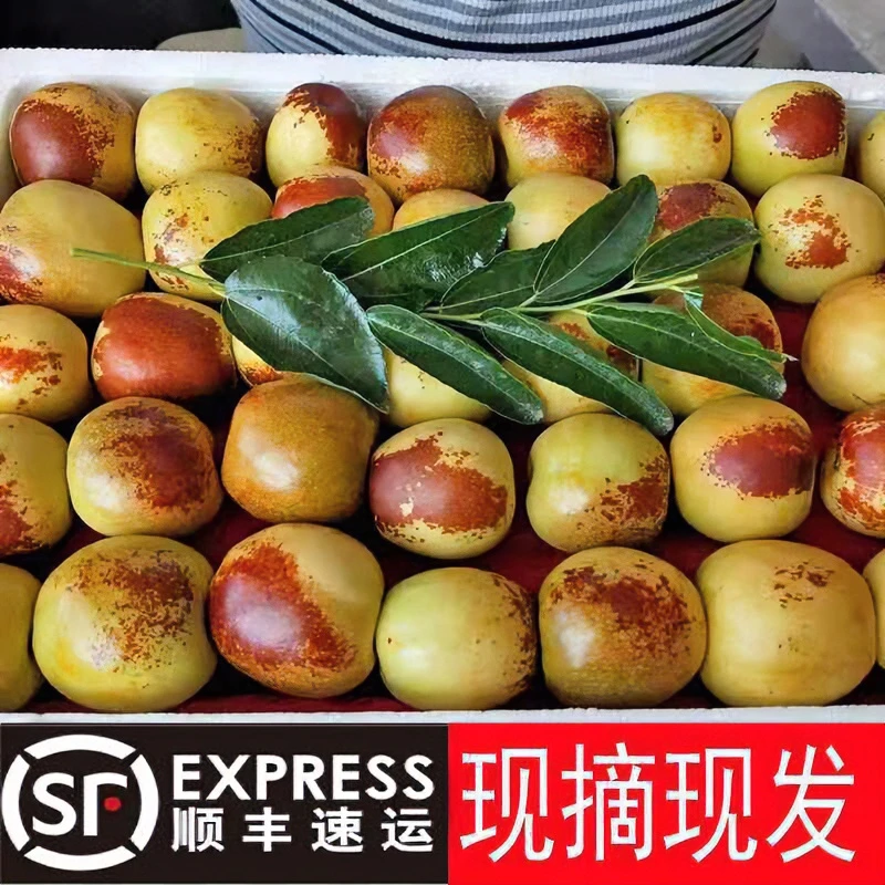圣康铭顺丰包邮   精选原产地大荔冬枣特大果3/4/5斤新鲜鲜枣品质