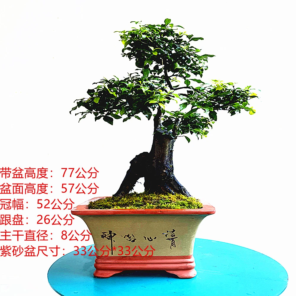 金弹子盆景，阳台花园观赏