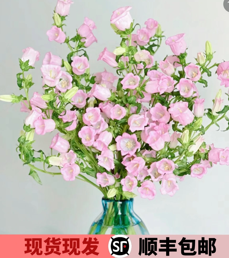 风铃花鲜切花家用室内水养真花插瓶小清新花束