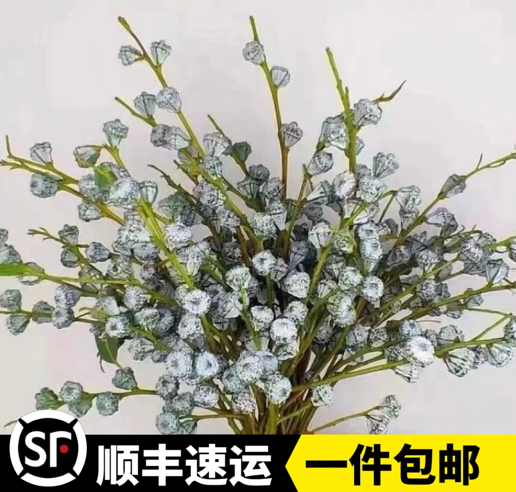 云南斗南基地直发尤加利顺丰新果老果家庭花店水养可做干花鲜花